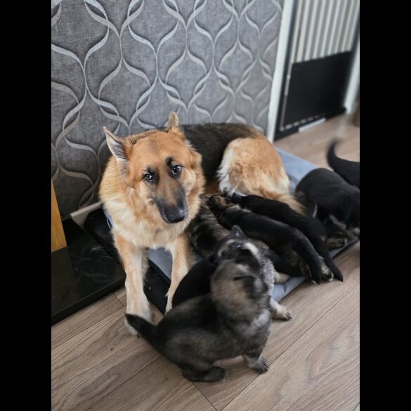 German Shepherd (Alsatian)