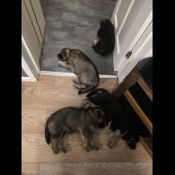 German Shepherd (Alsatian)