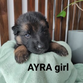 German Shepherd (Alsatian)