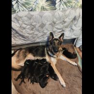 German Shepherd (Alsatian)