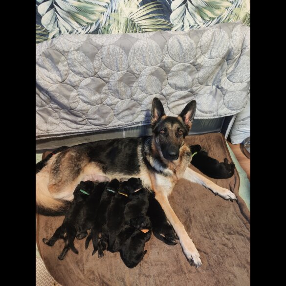 German Shepherd (Alsatian)