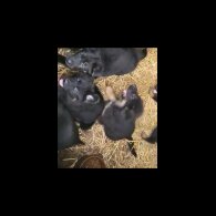 German Shepherd (Alsatian)