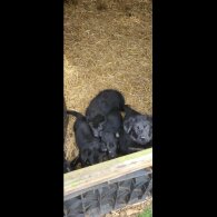 German Shepherd (Alsatian)