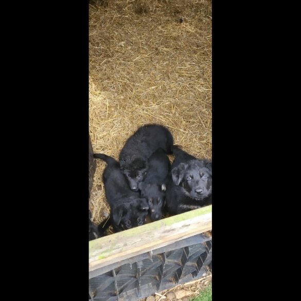 German Shepherd (Alsatian)