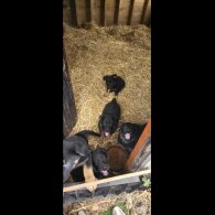 German Shepherd (Alsatian)