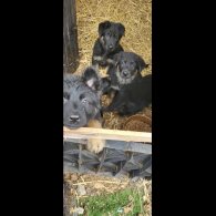 German Shepherd (Alsatian)