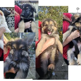 German Shepherd (Alsatian)