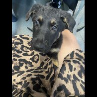 German Shepherd (Alsatian) - Both