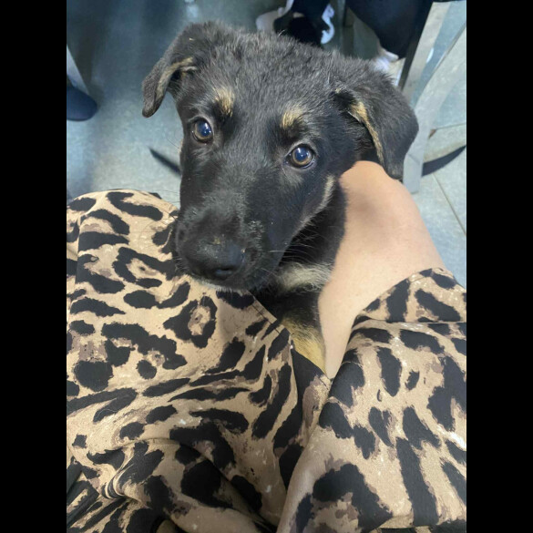 German Shepherd (Alsatian) - Both