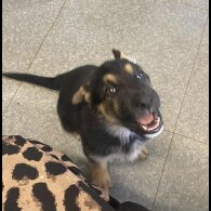 German Shepherd (Alsatian) - Both