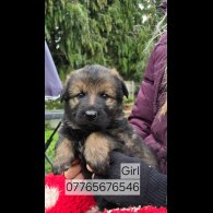 German Shepherd (Alsatian)