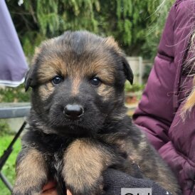 German Shepherd (Alsatian)