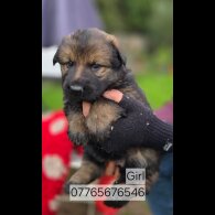 German Shepherd (Alsatian)