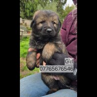 German Shepherd (Alsatian)