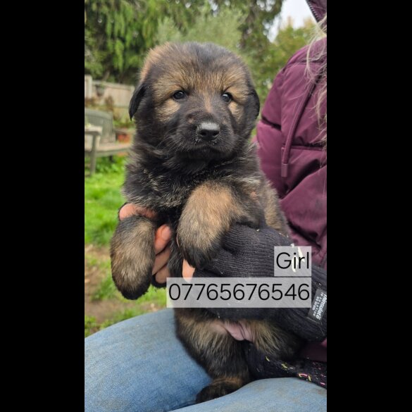 German Shepherd (Alsatian)