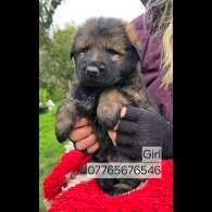 German Shepherd (Alsatian)
