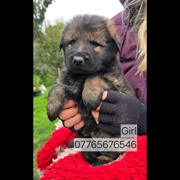 German Shepherd (Alsatian)