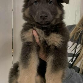 German Shepherd (Alsatian)