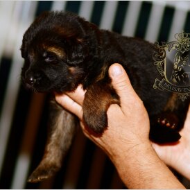 German Shepherd (Alsatian)