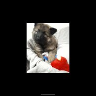 German Shepherd (Alsatian)