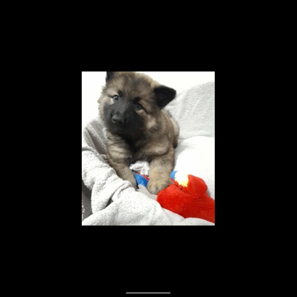 German Shepherd (Alsatian)