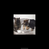 German Shepherd (Alsatian)