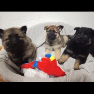 German Shepherd (Alsatian)