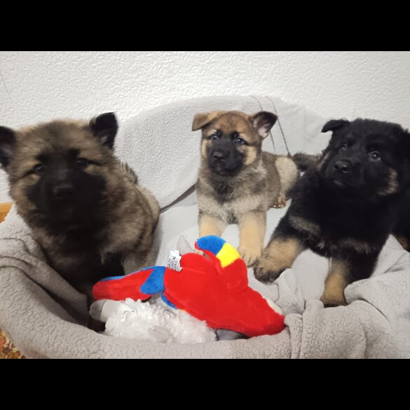 German Shepherd (Alsatian)