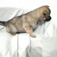 German Shepherd (Alsatian)