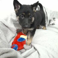 German Shepherd (Alsatian)