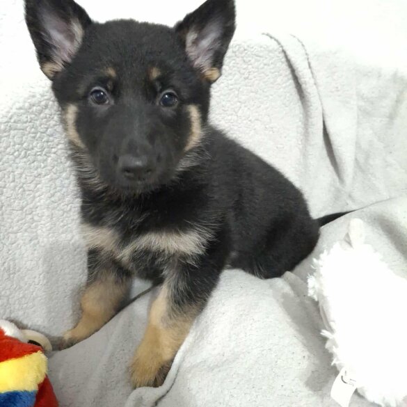 German Shepherd (Alsatian)