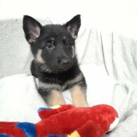 German Shepherd (Alsatian)