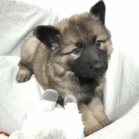 German Shepherd (Alsatian)