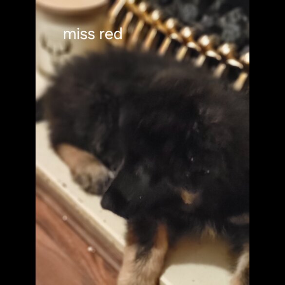 German Shepherd (Alsatian)