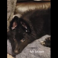 German Shepherd (Alsatian)