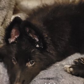 German Shepherd (Alsatian)