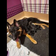 German Shepherd (Alsatian)