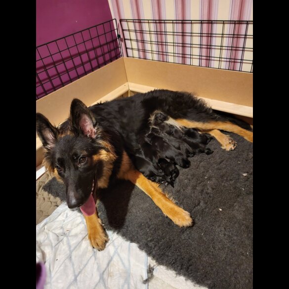 German Shepherd (Alsatian)