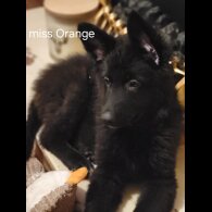 German Shepherd (Alsatian)