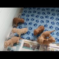 Working Cocker Spaniel