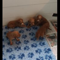 Working Cocker Spaniel