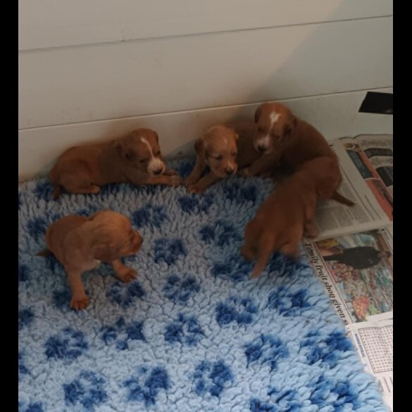 Working Cocker Spaniel