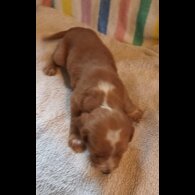 Working Cocker Spaniel