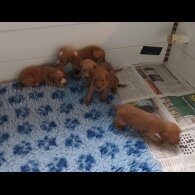 Working Cocker Spaniel