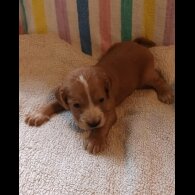 Working Cocker Spaniel