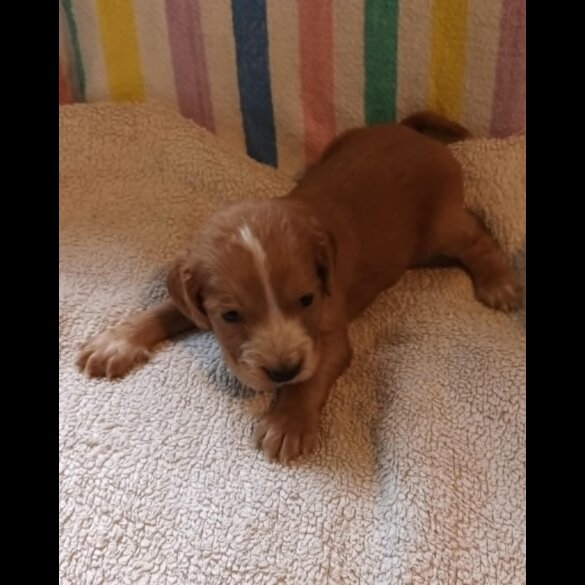 Working Cocker Spaniel