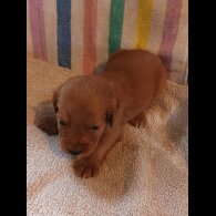 Working Cocker Spaniel