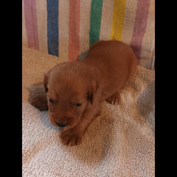 Working Cocker Spaniel