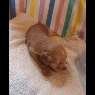 Working Cocker Spaniel