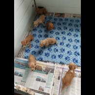 Working Cocker Spaniel